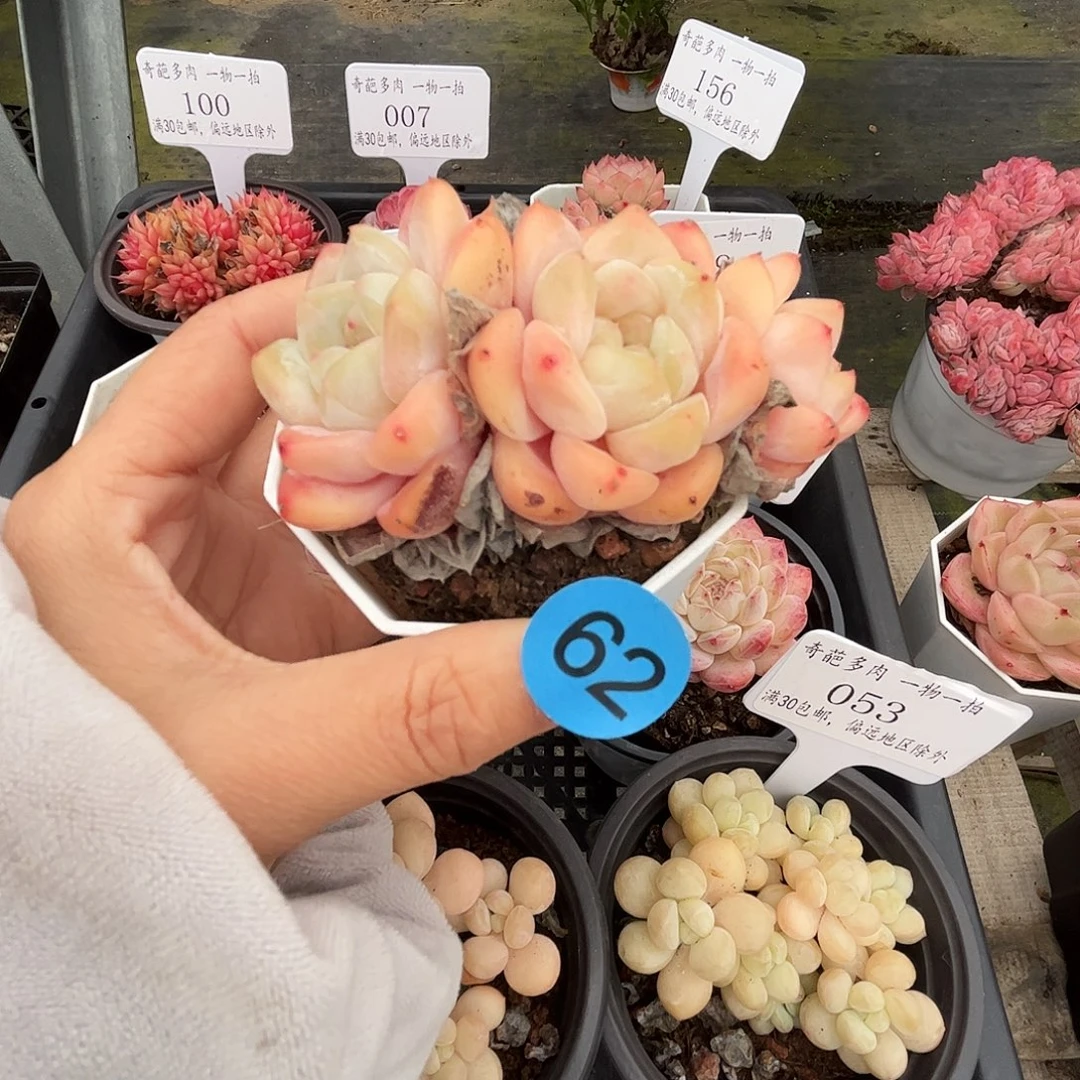 62 多肉脱土 群生不包整