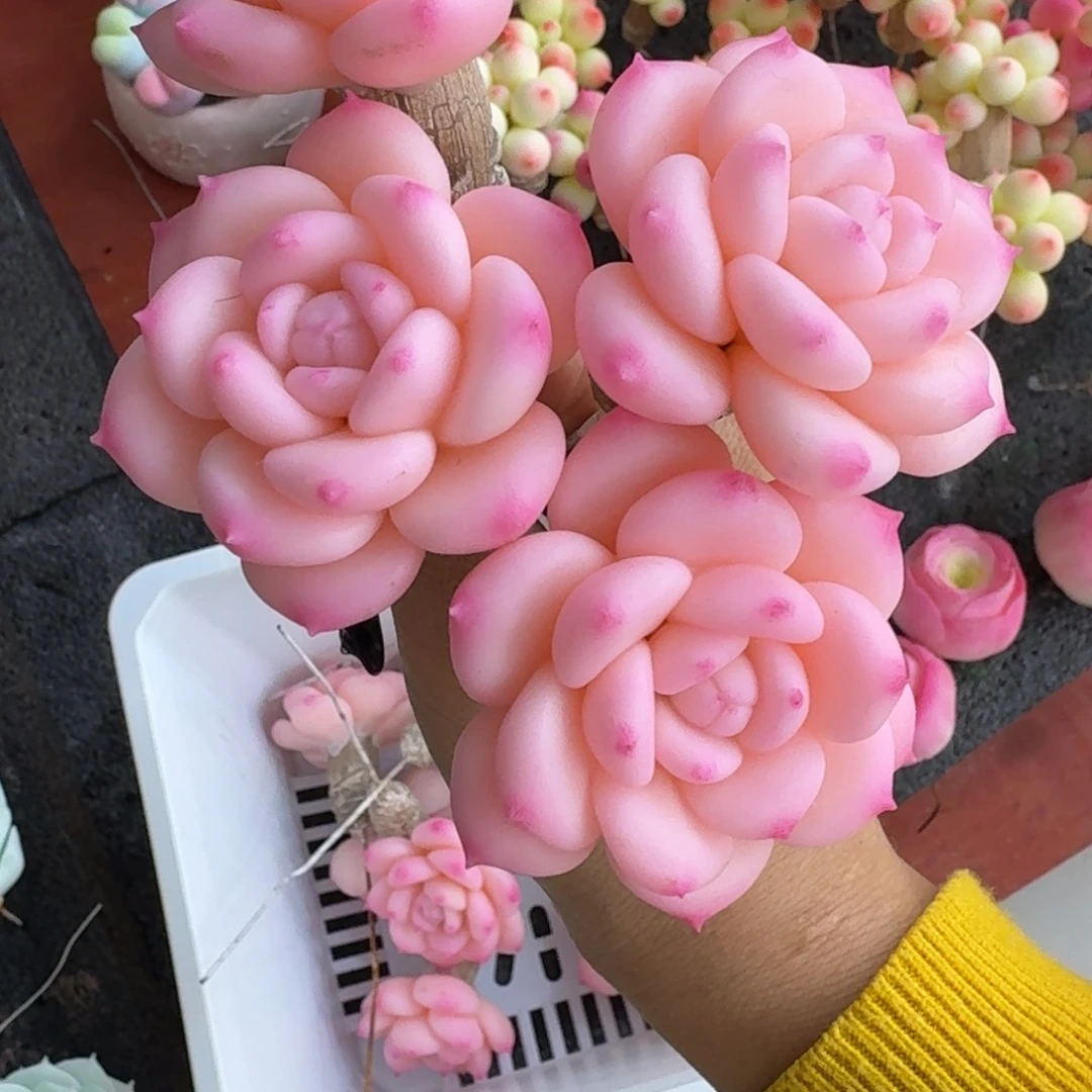 树脂制品16号噢噢噢噢