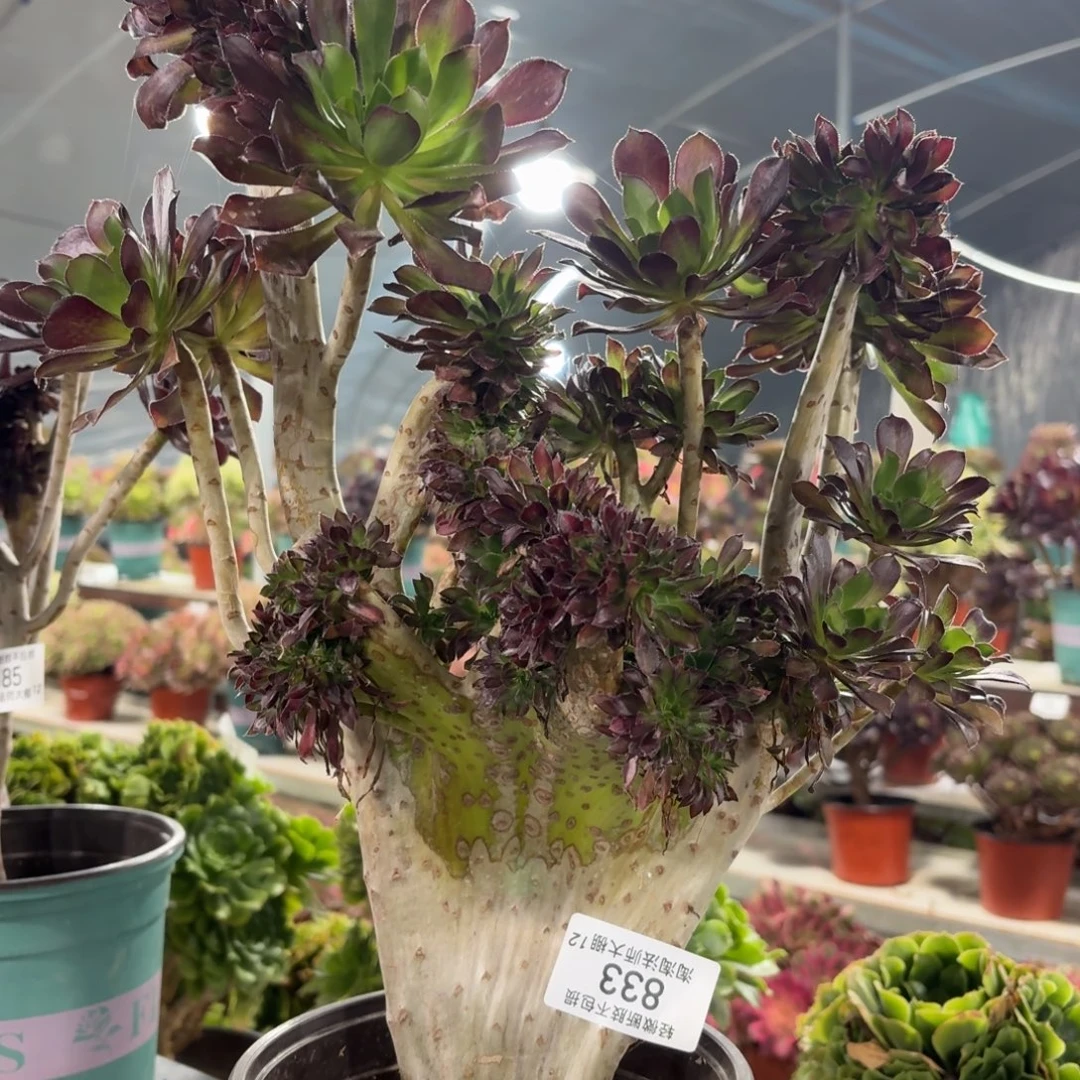 833黑法师缀化多肉植物