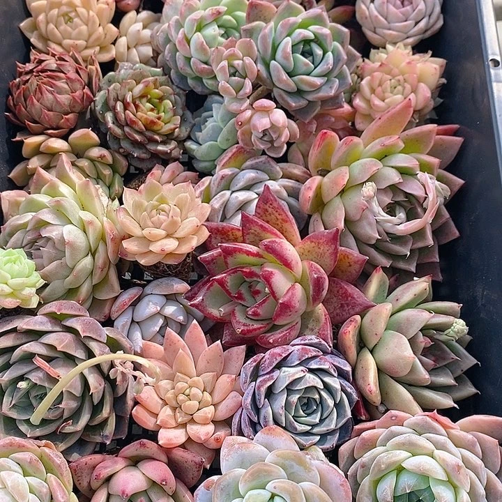 12 多肉植物盆栽花卉植物