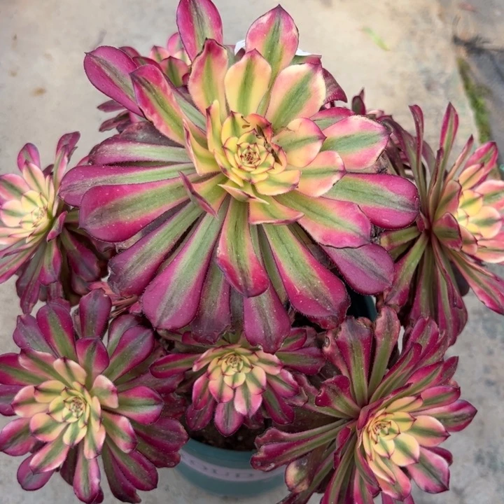 706舞天姬25厘米左右