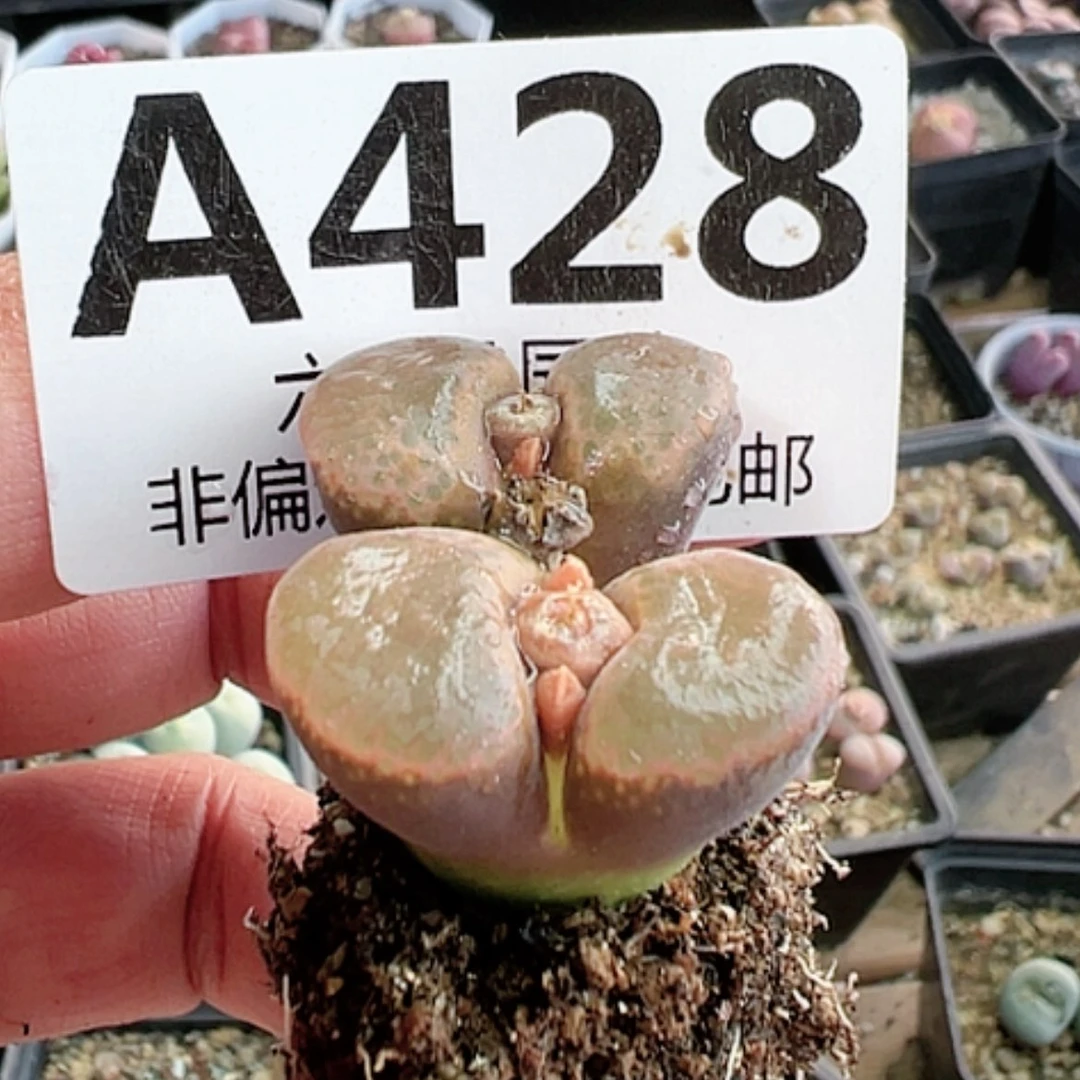 【闪购商品】蝴蝶窗风铃