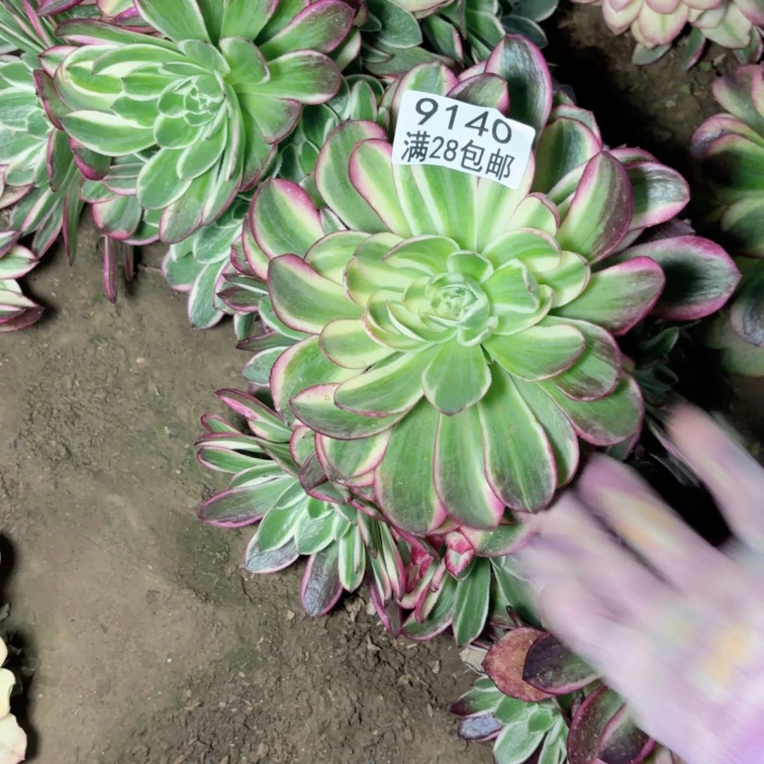 H.   9140海王多肉