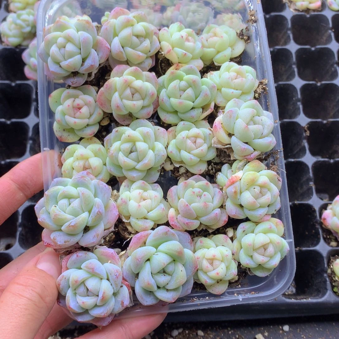 反反复复还是很开心的019