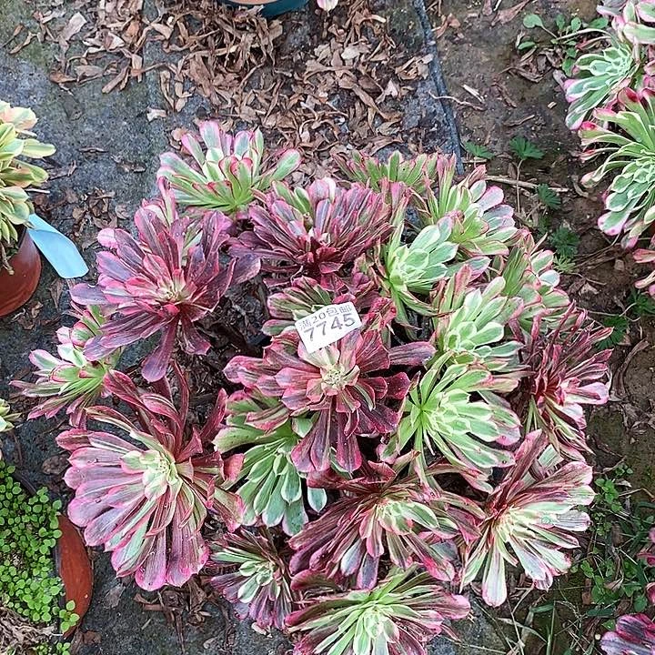 7745 一颗同花顺