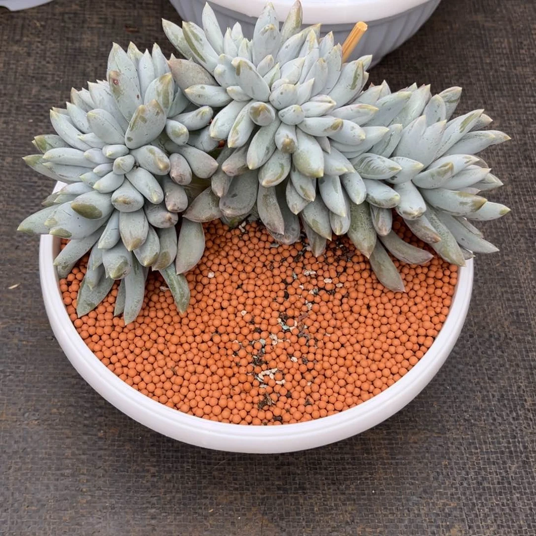 渣*吻哥特缀化多肉植物