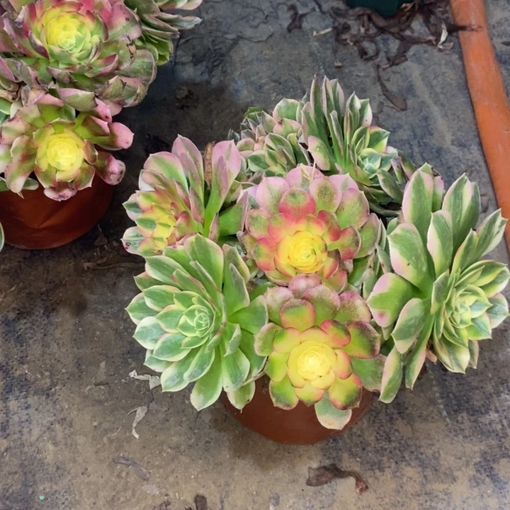 海鲜多肉植物29。