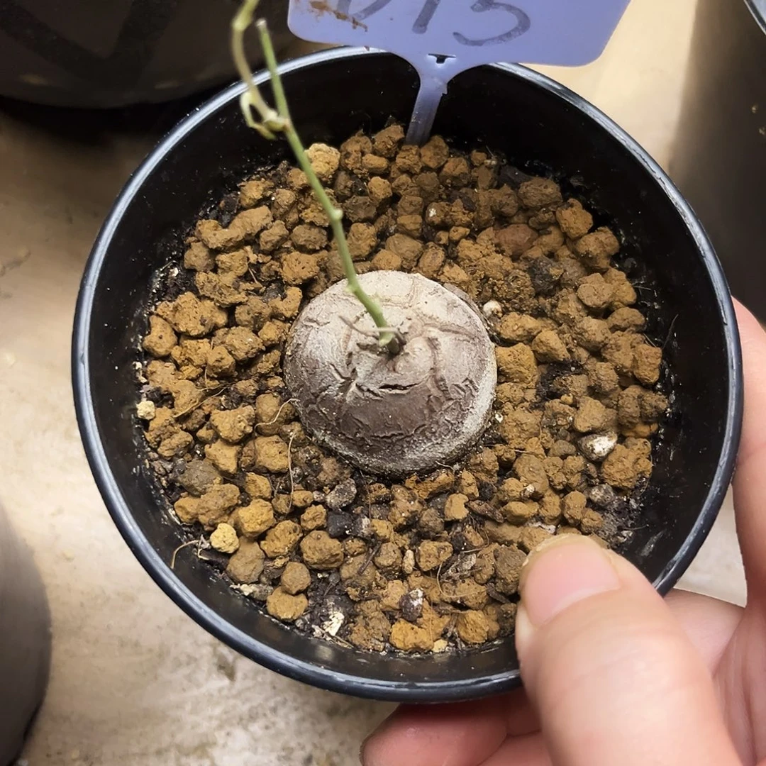 615龟甲龙78589767