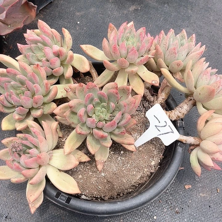 晨语多肉，一物一拍仙贝27