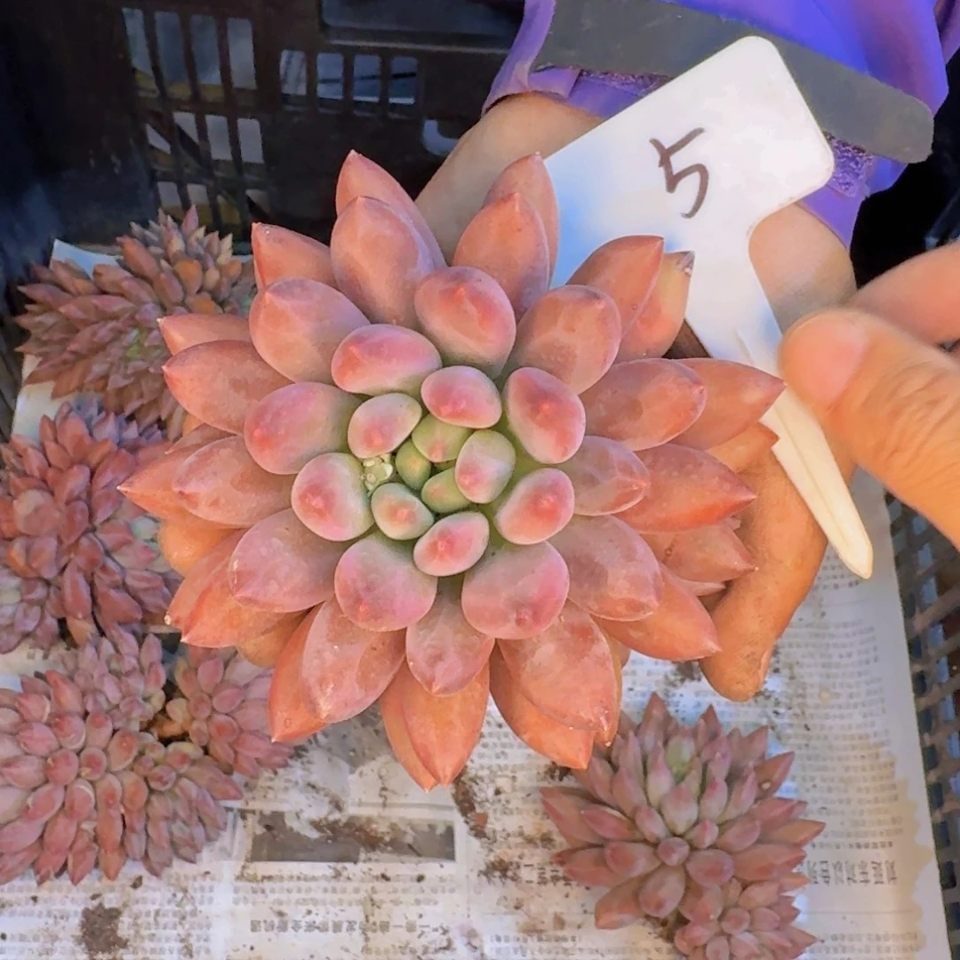 多肉植物的生长发育