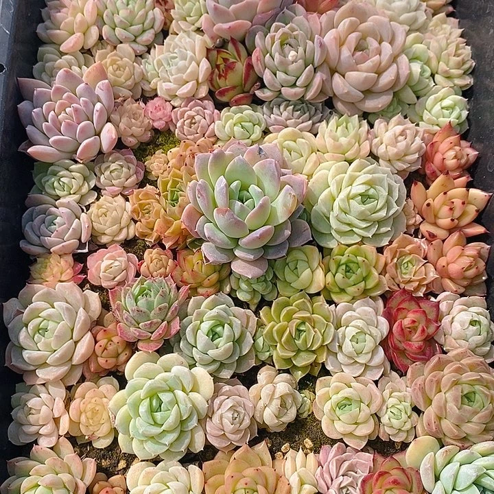 81 多肉植物盆栽花卉植物