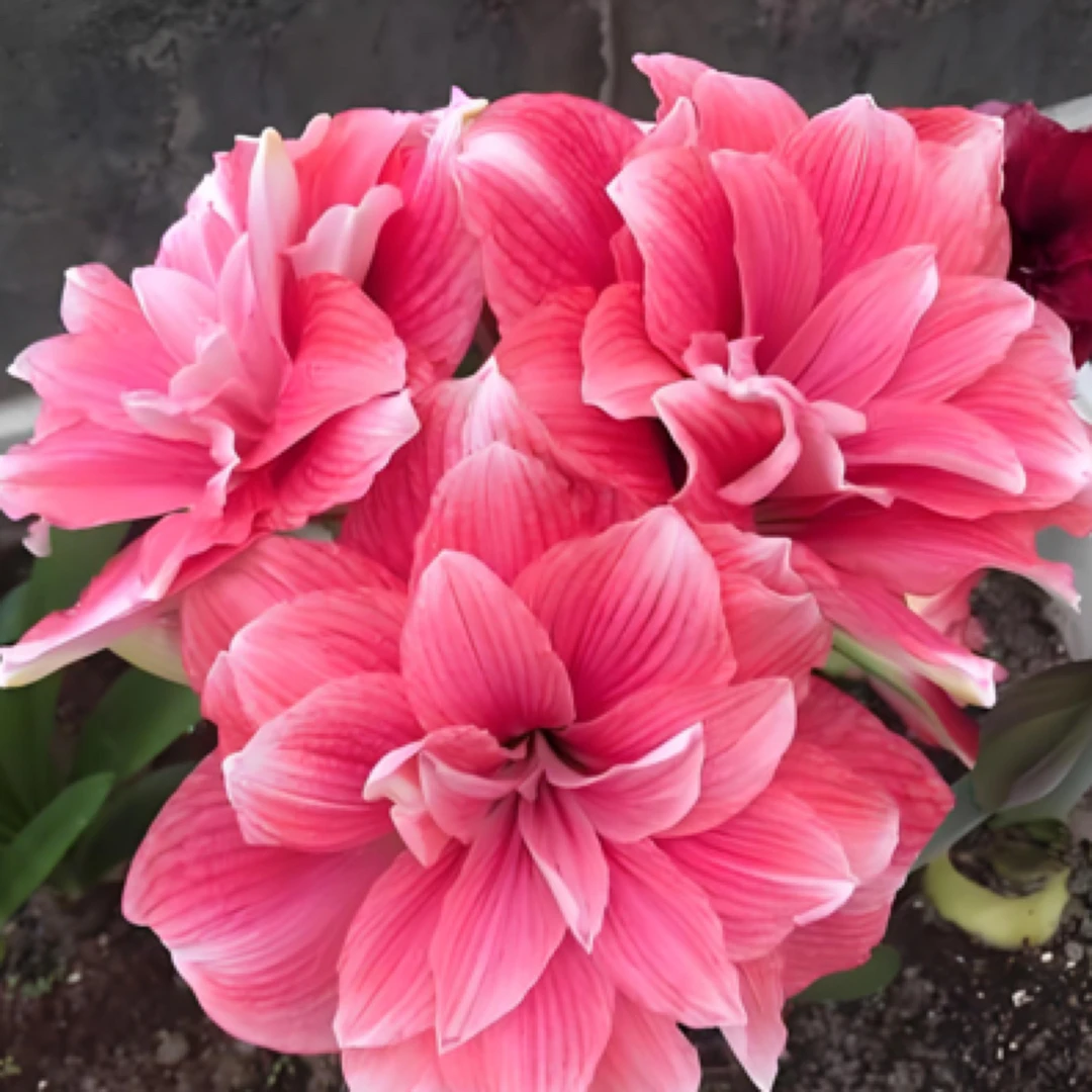 【进口切球国内繁殖双梦送肥料