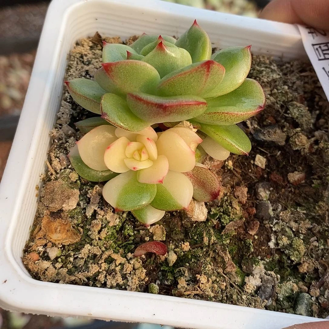 1252三文鱼锦底座多肉植物