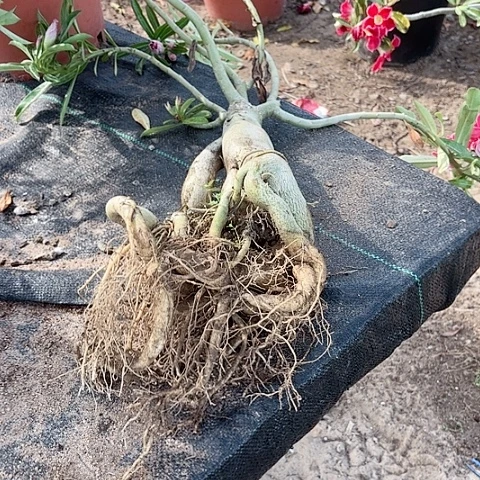 沙漠玫瑰玫瑰花园