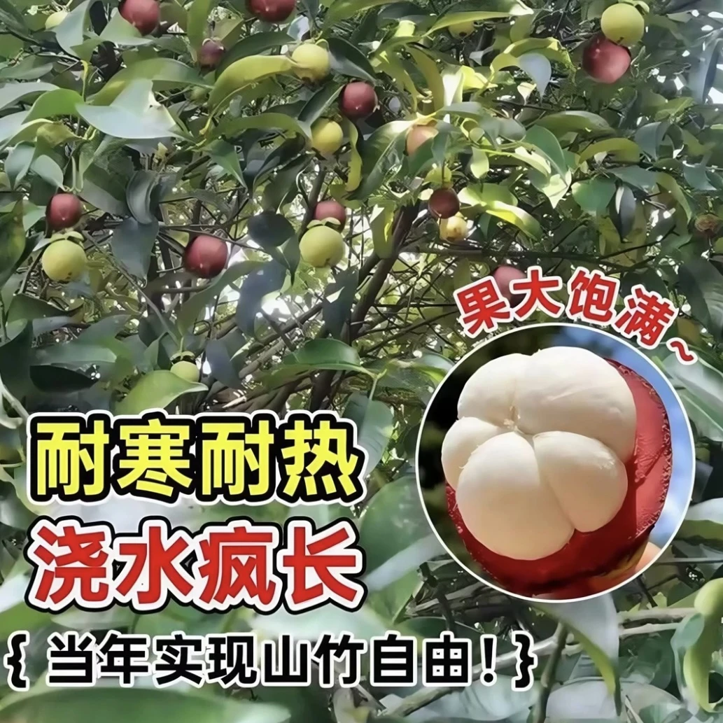 o2山竹树苗山竹四季盆栽黄金山竹嫁接好养种植果树果苗南北方