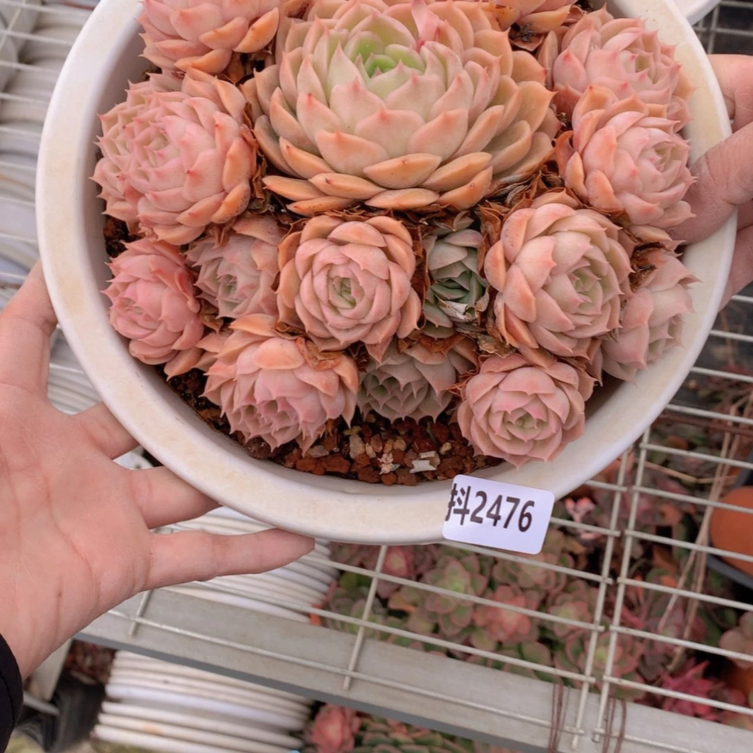 2476昂首哦……不会的话