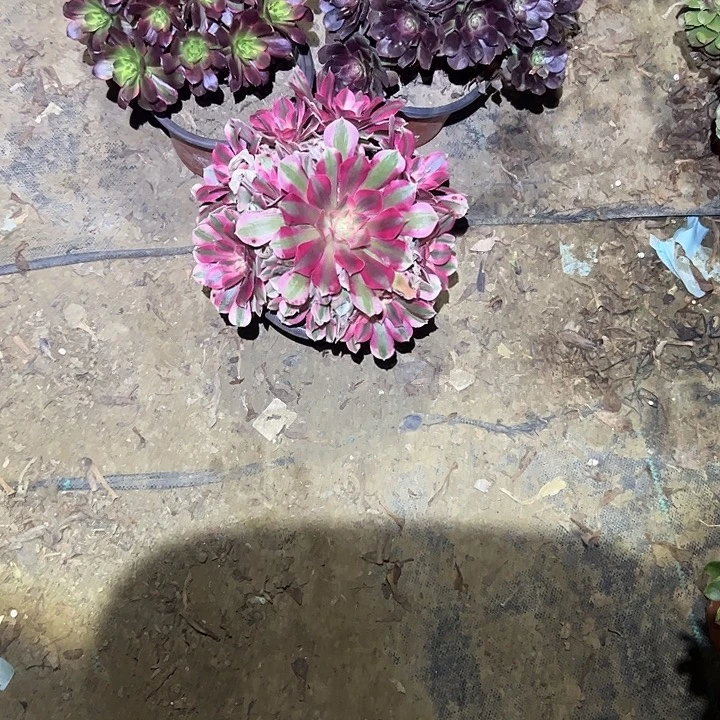 不包侧枝一物一拍26