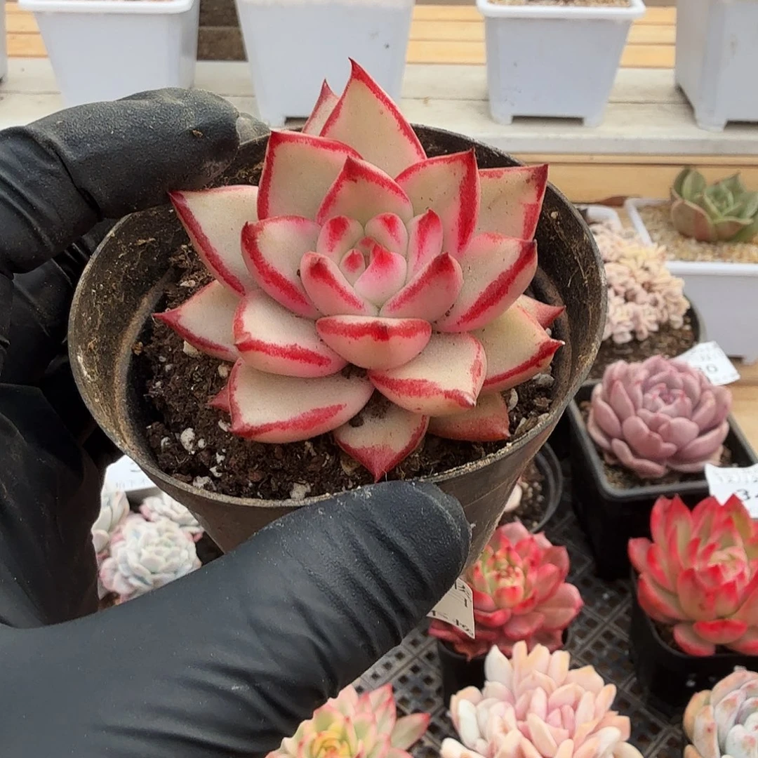 1222-36樱花玛丽亚锦