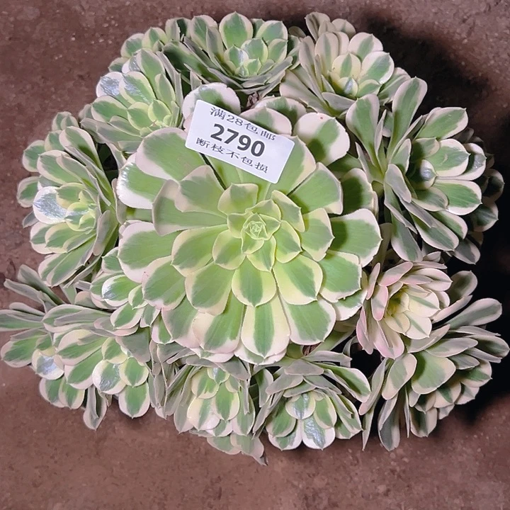 2790白凤多肉植物保护