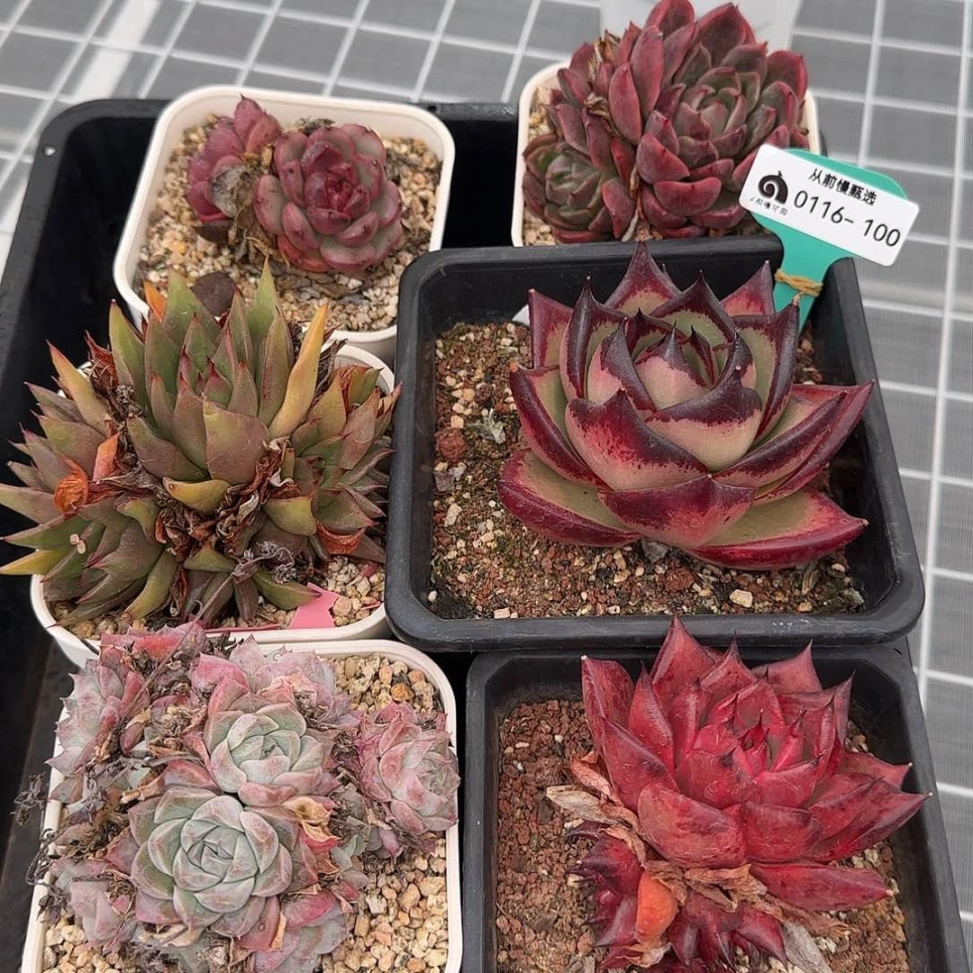 从前慢花园精选多肉编号0116-100