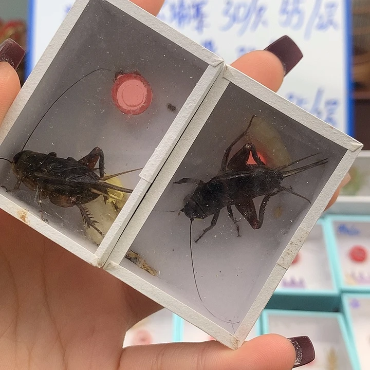 油葫芦全品两只……………