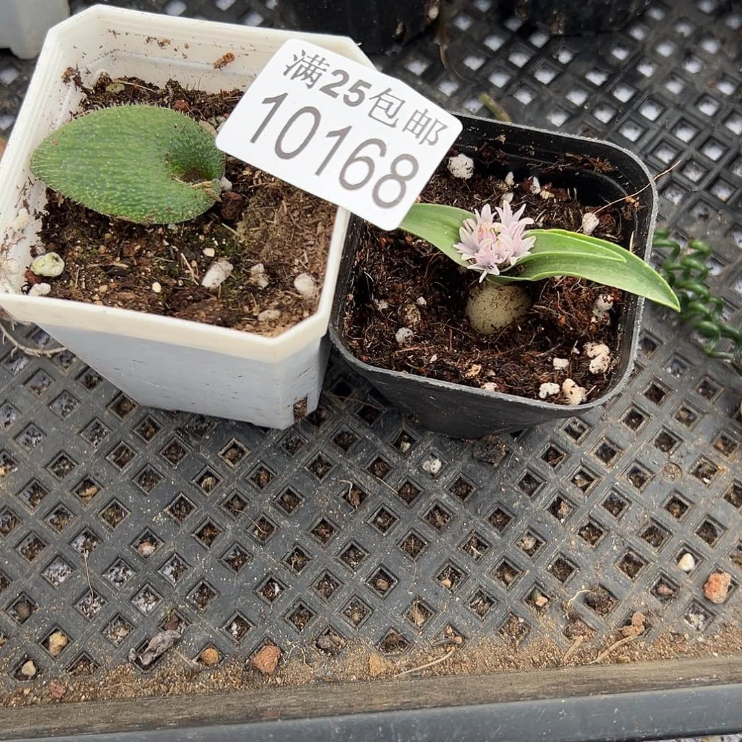 毛叶168，一物一拍，带盆