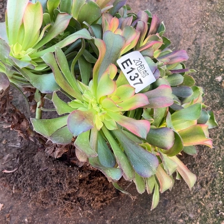 多肉植物137种植物