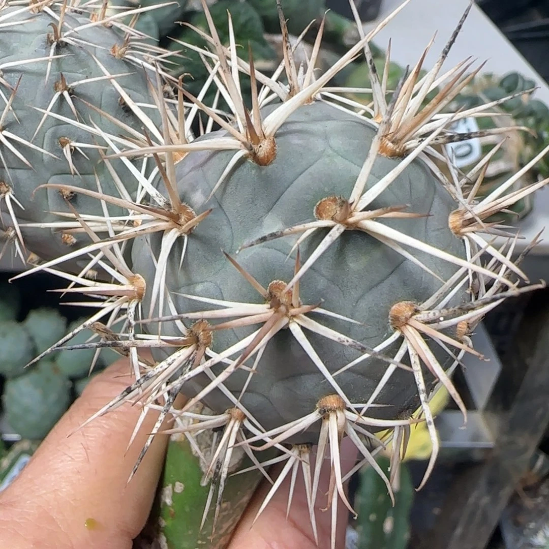 无花朵螺丝纹水牛角金刺双头