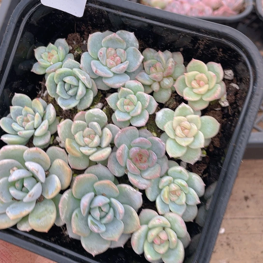 把***你多肉植物多肉植物109