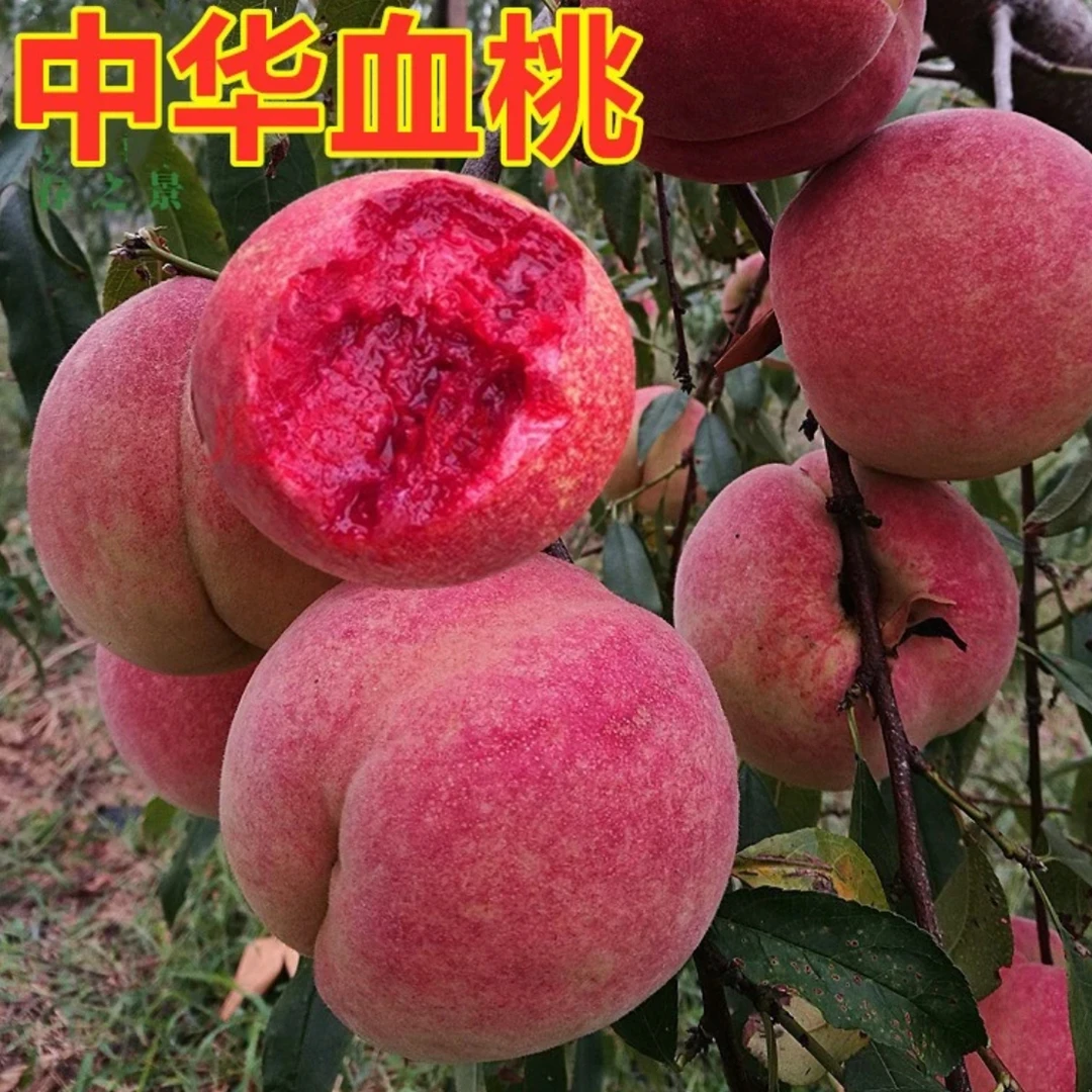 抢！中华血桃 水蜜桃 黄桃新品种嫁接桃树苗 盆栽地栽南北方均可种