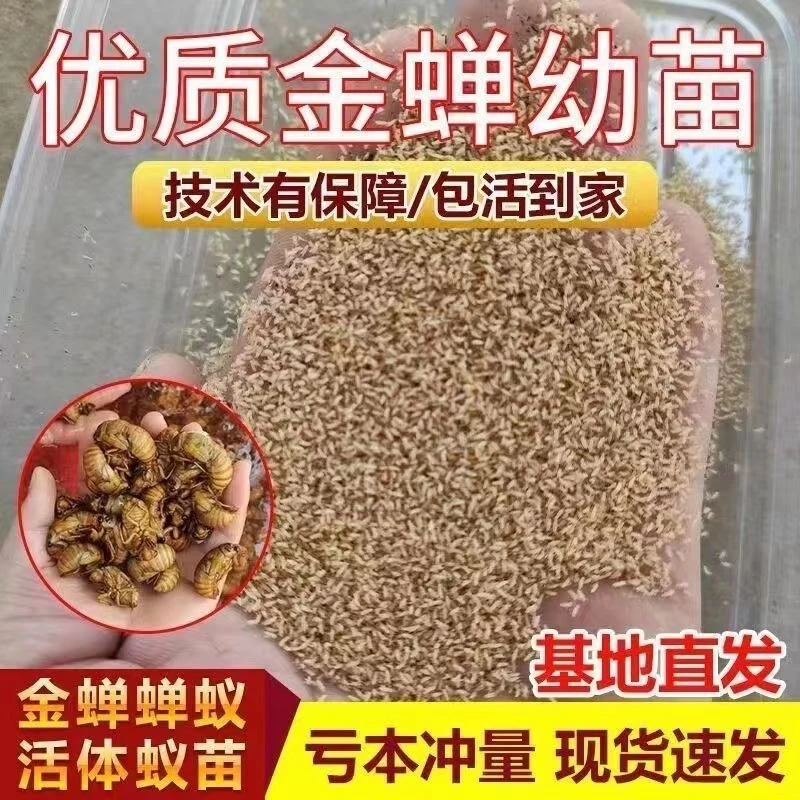 蝉幼苗.活体蝉蚁.爬叉苗.知了苗(2g)