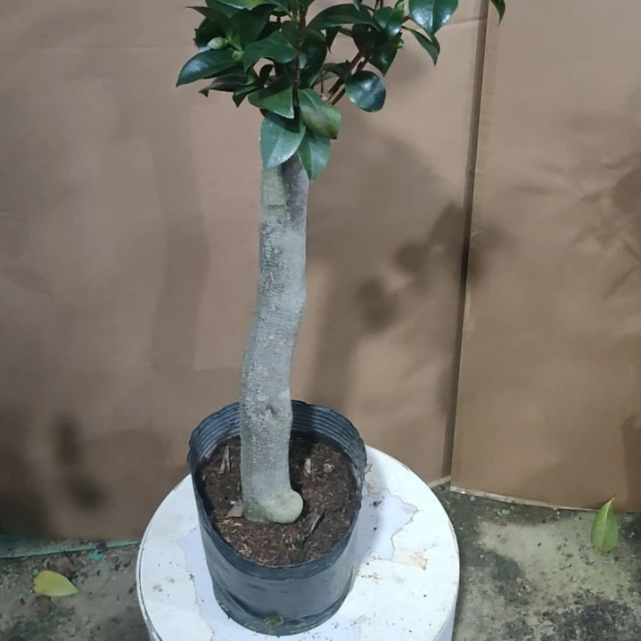 435四品，原盆原土发货，不包邮