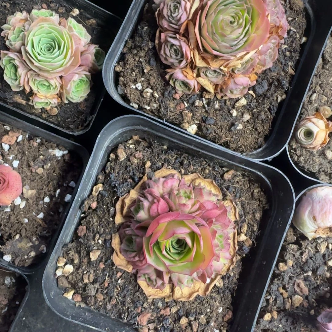 D***.L395-396-397半城玫瑰三颗