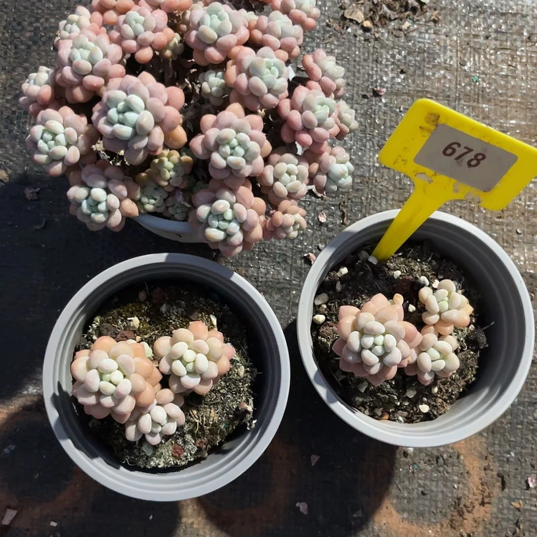 云尘多肉一物一拍678