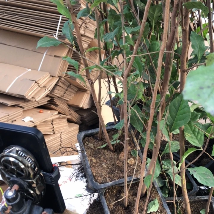 无花朵老鸭是老鸭