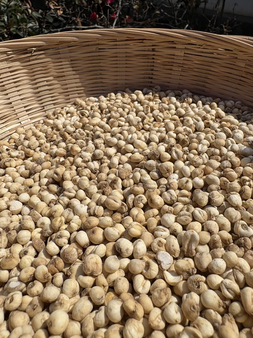 珍-珠-贝-母-  土特产-菇