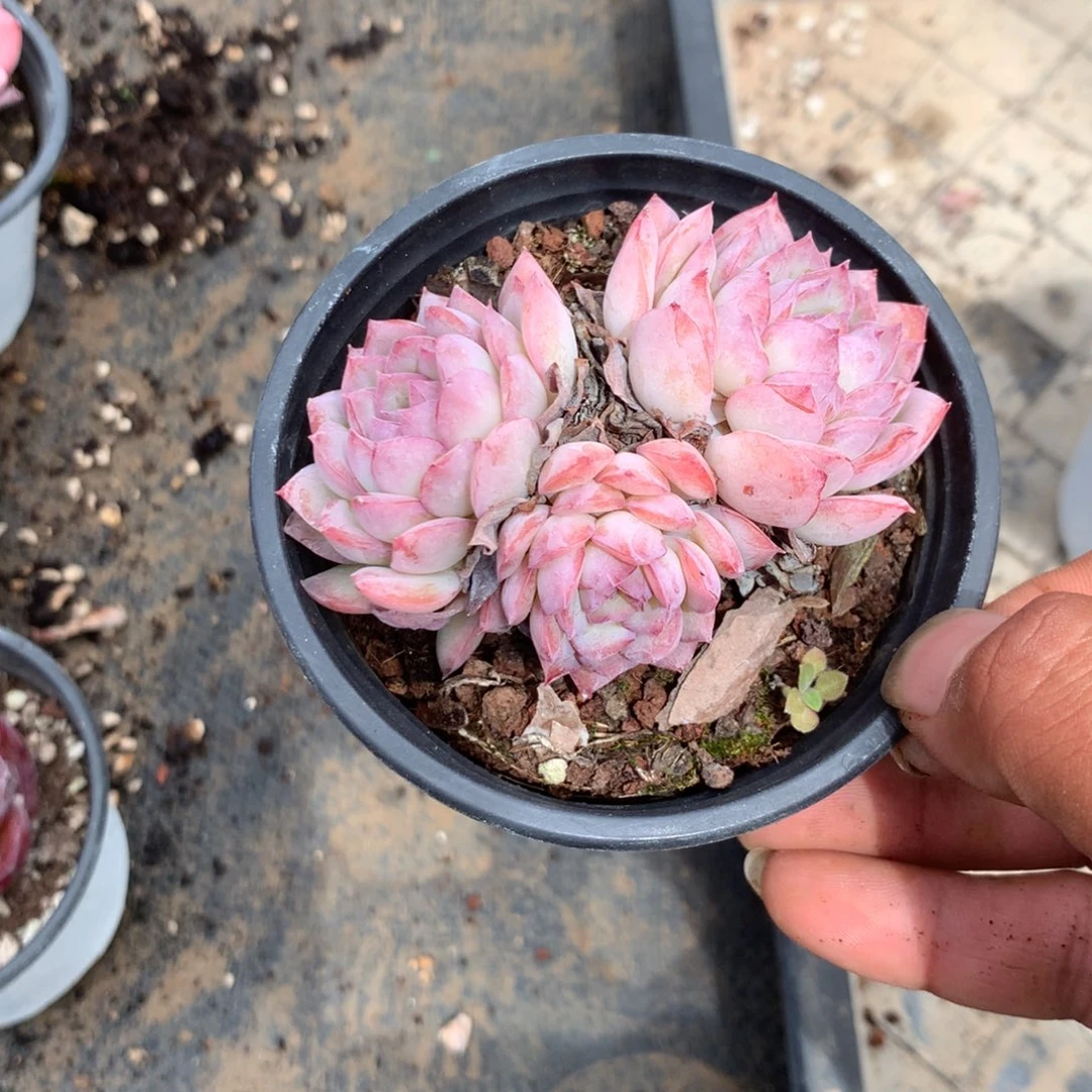 清政府就有办法控制住