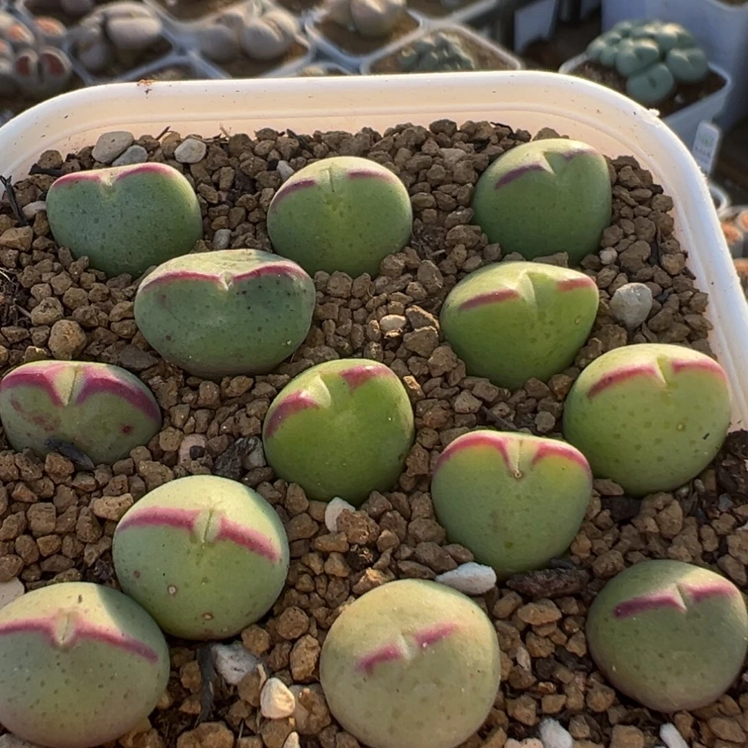 69多肉植物百科植物