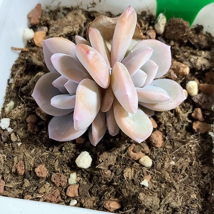 多肉植物972多肉