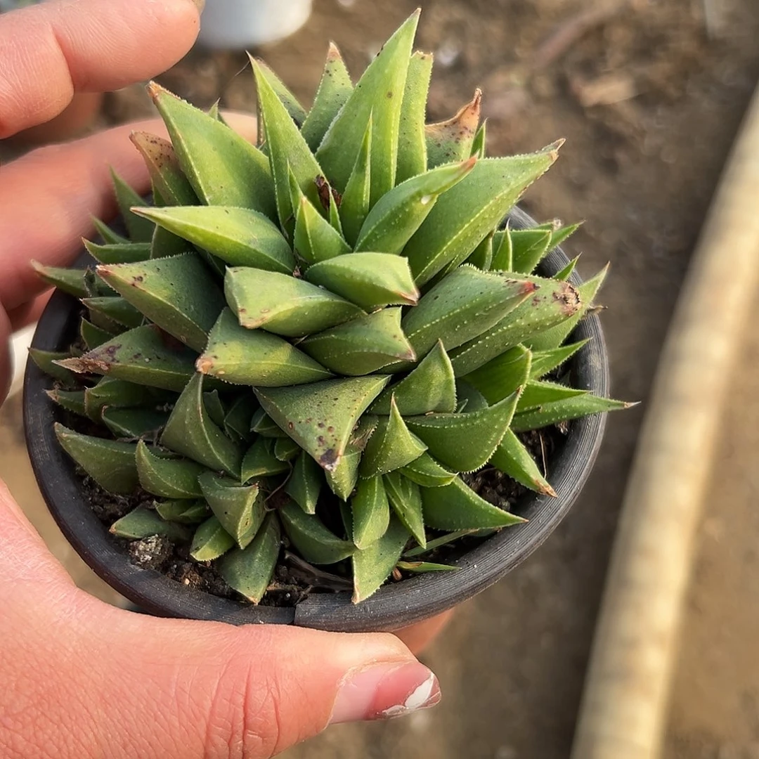 多肉植物多肉植物