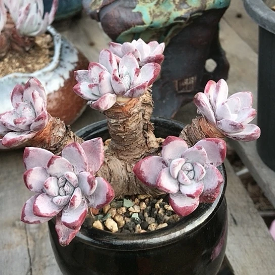 韩货苹果叶仙女棒