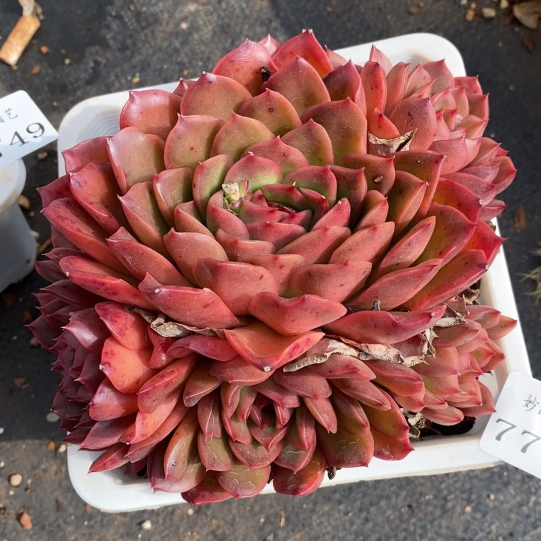 7750杂交多肉老桩基地