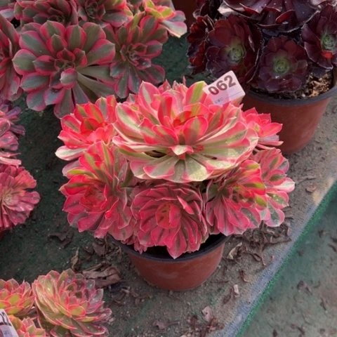 062粉女巫福利多肉