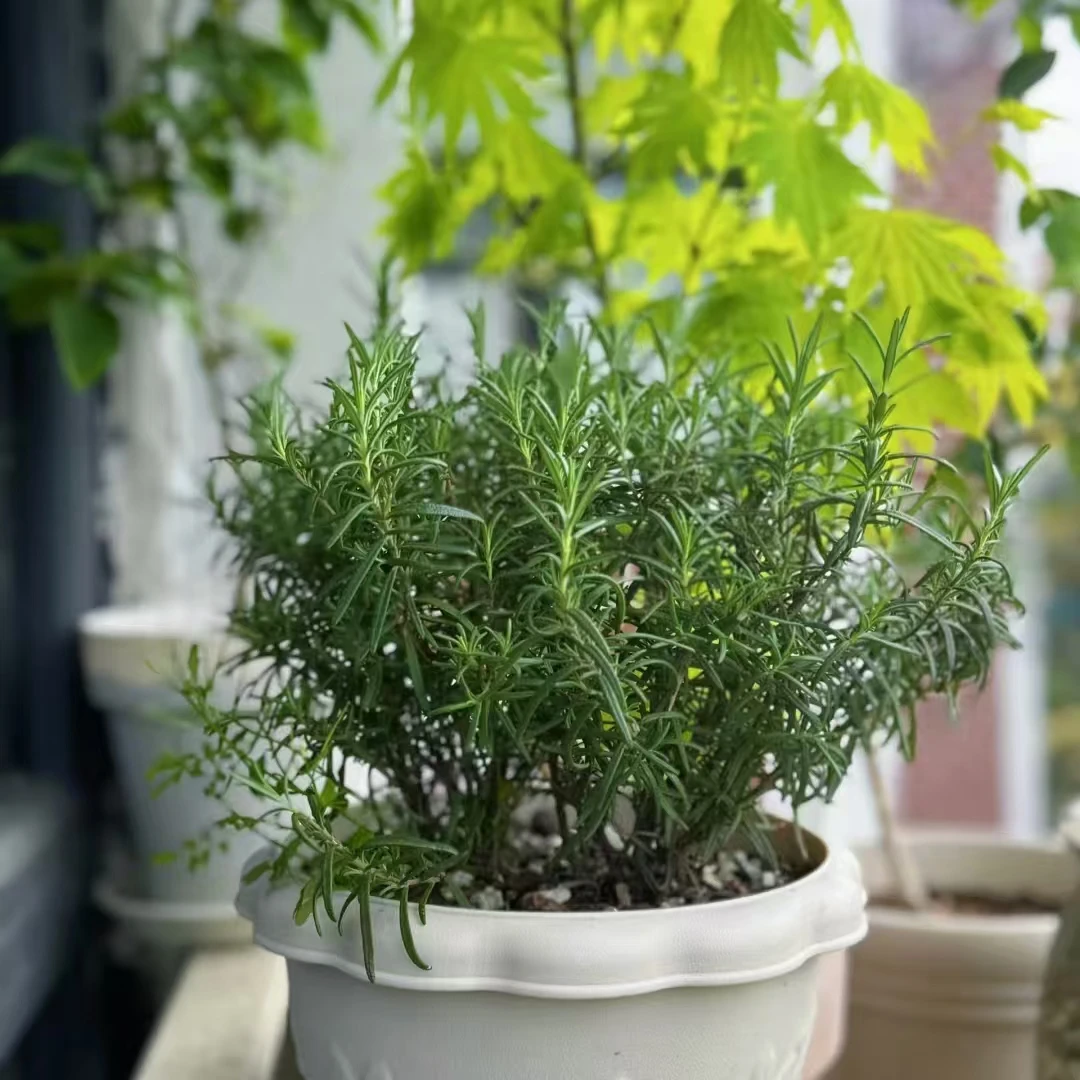 迷迭香丛生盆栽种植花园庭院阳台室外新手易养护观赏植物