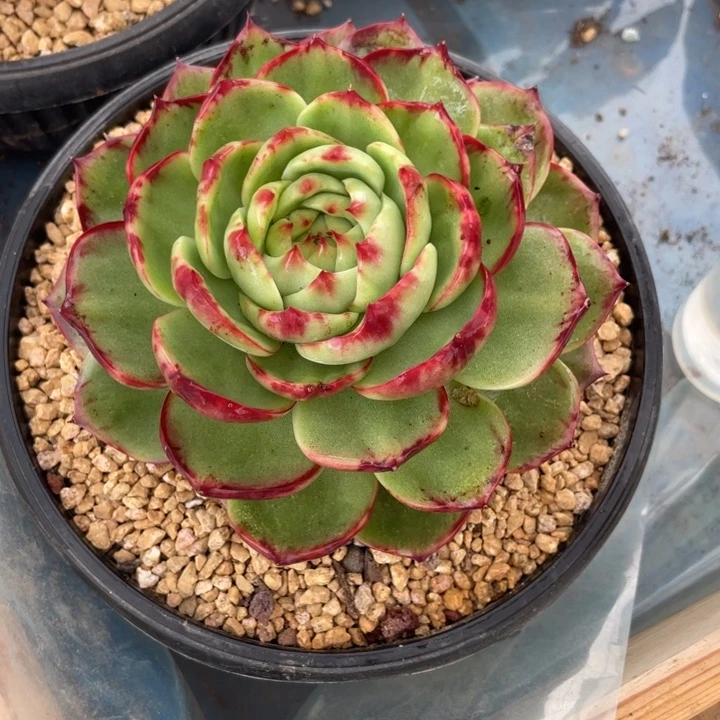 黎***我惊鸿仙子多肉植物8009