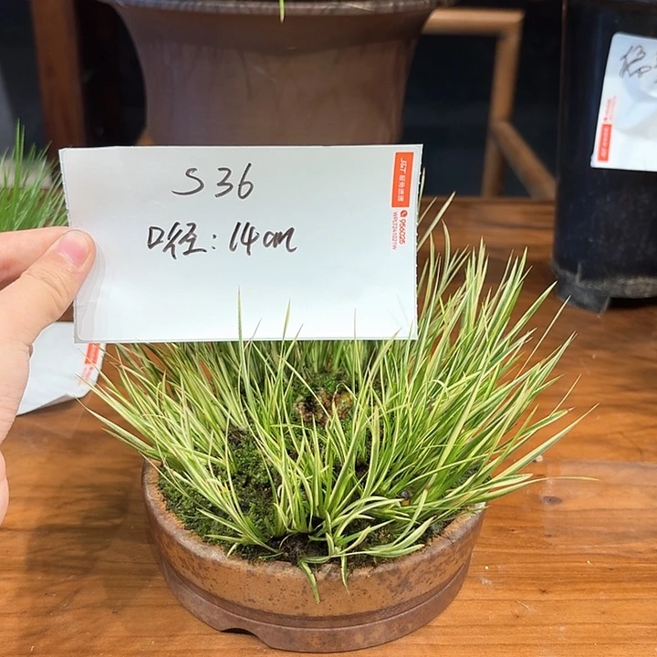 完全开放花卉种植