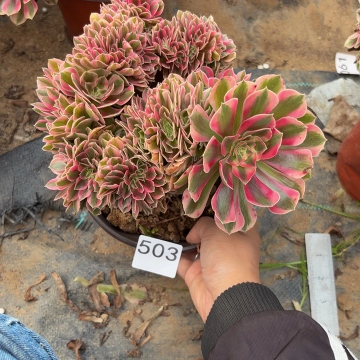 粉女巫缀多肉植物不包损503小棵