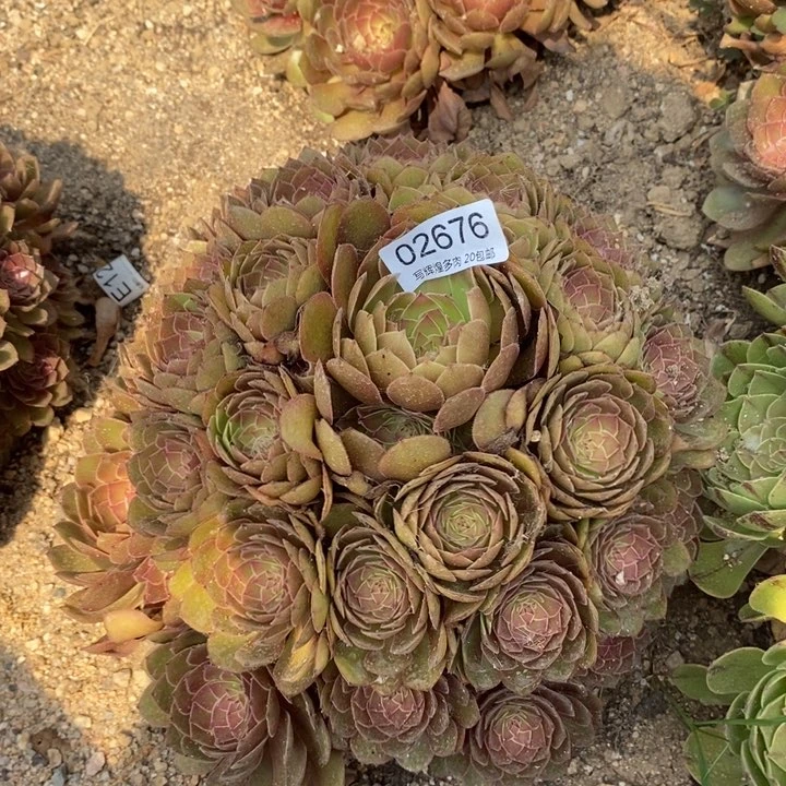 02676红魔多肉植物