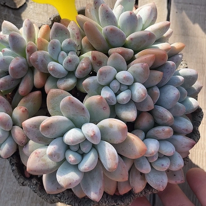 香水老庄多肉植物121