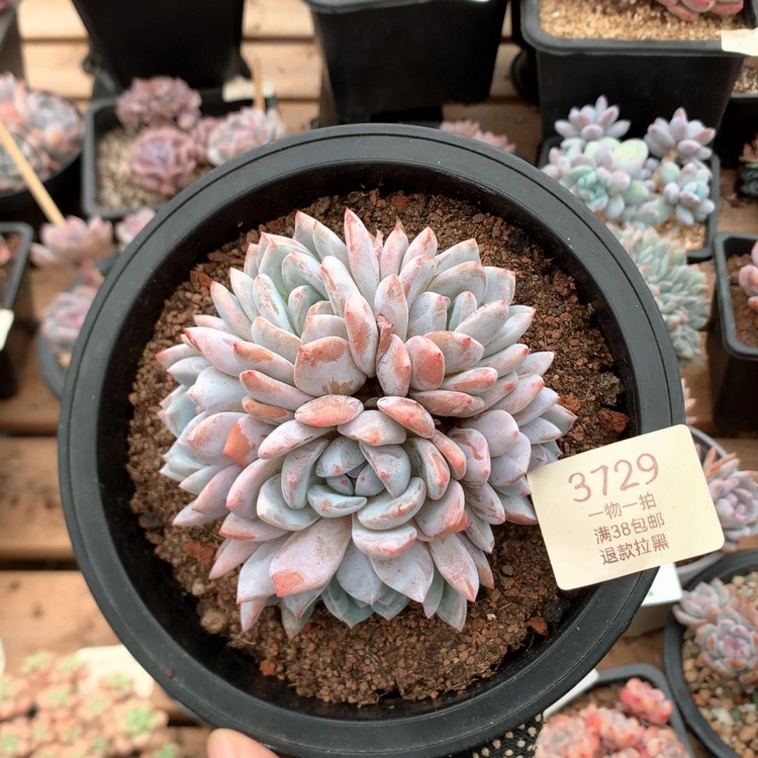 10厘米六头星影捧花3729